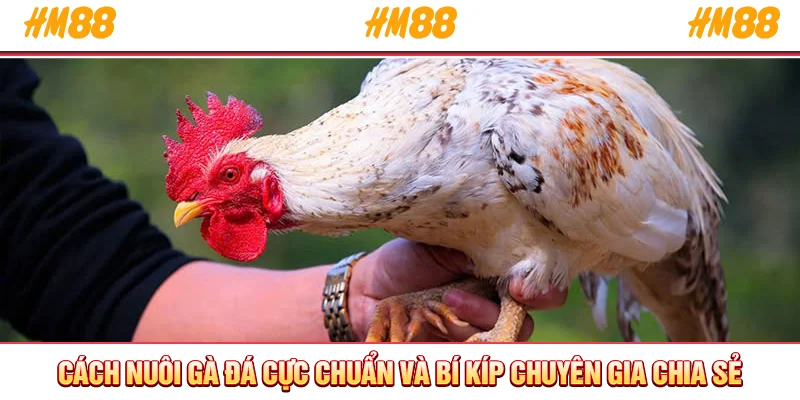 Cách nuôi gà đá cực chuẩn