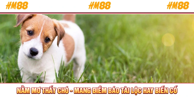 Nằm mơ thấy chó