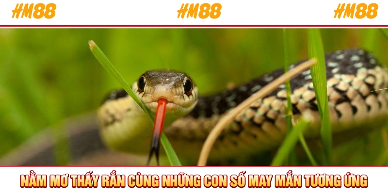 Nằm mơ thấy rắn cùng những con số may mắn tương ứng